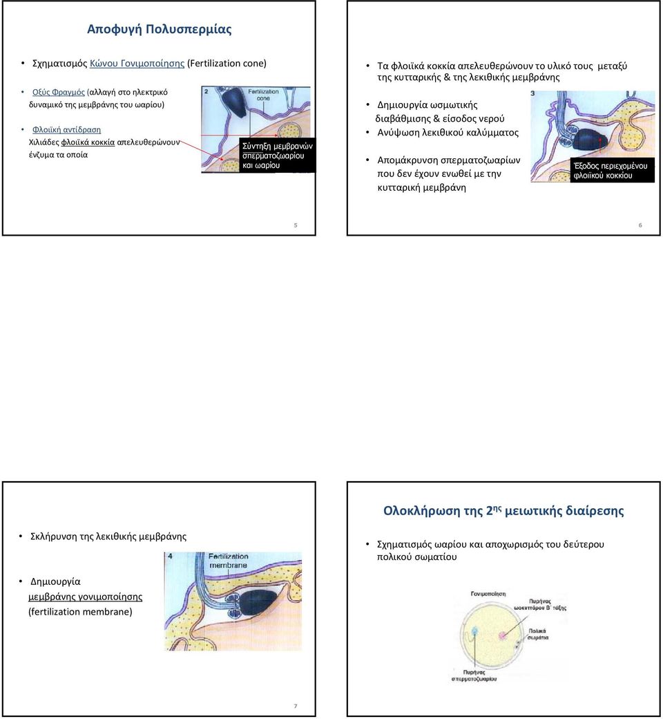 ωσμωτικής διαβάθμισης & είσοδος νερού Ανύψωση λεκιθικού καλύμματος Απομάκρυνση σπερματοζωαρίων που δεν έχουν ενωθεί με την κυτταρική μεμβράνη Έξοδος περιεχομένου φλοιϊκού κοκκίου 5 6