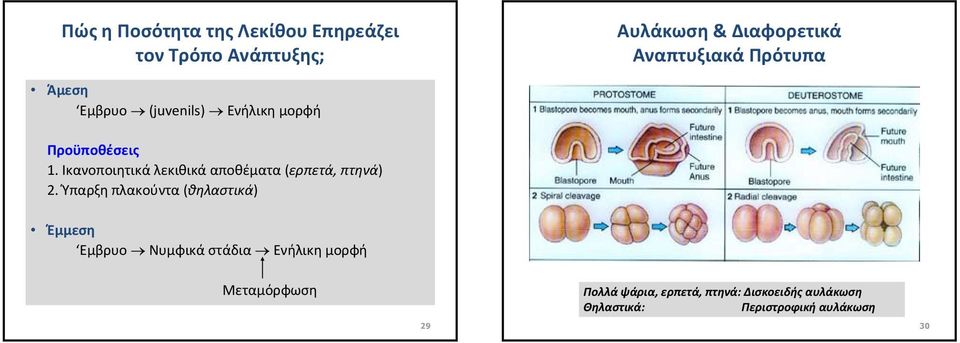 Ικανοποιητικά λεκιθικά αποθέματα (ερπετά, πτηνά) 2.