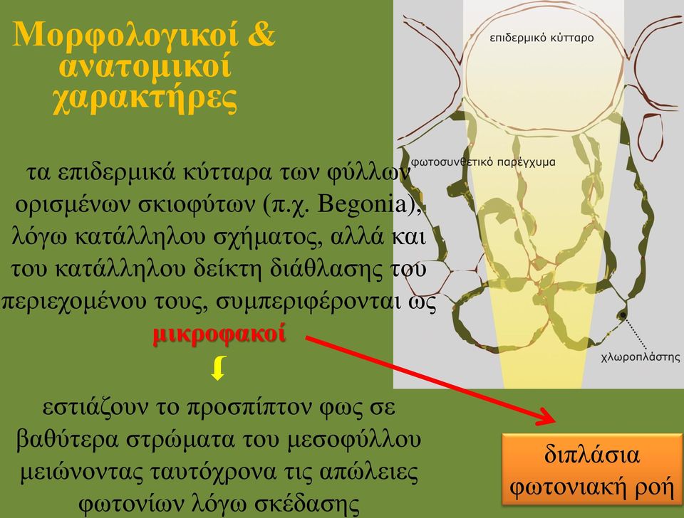 περιεχομένου τους, συμπεριφέρονται ως μικροφακοί εστιάζουν το προσπίπτον φως σε βαθύτερα