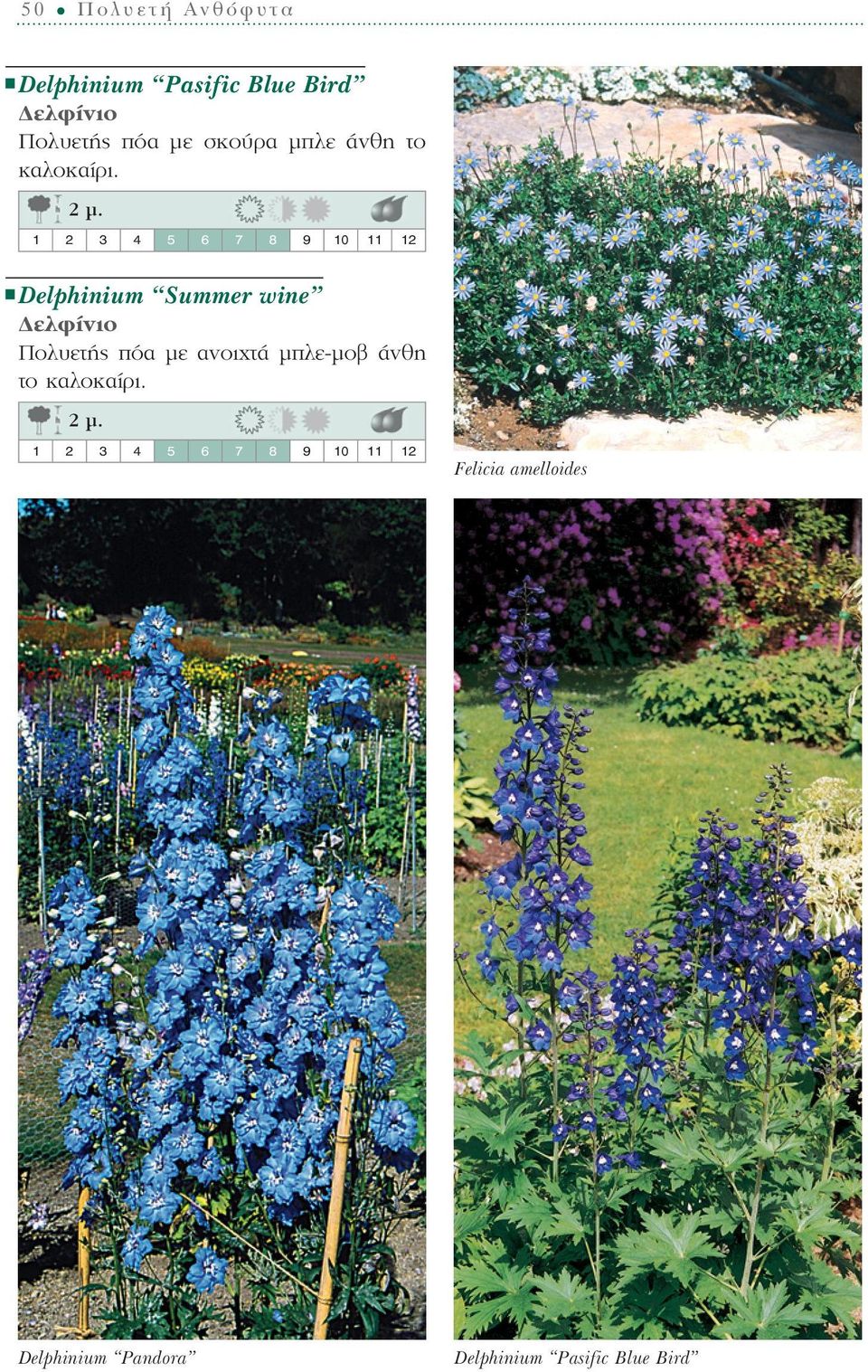 Delphinium Summer wine ελφίνιο Πολυετής πόα µε ανοιχτά µπλε-µοβ άνθη το