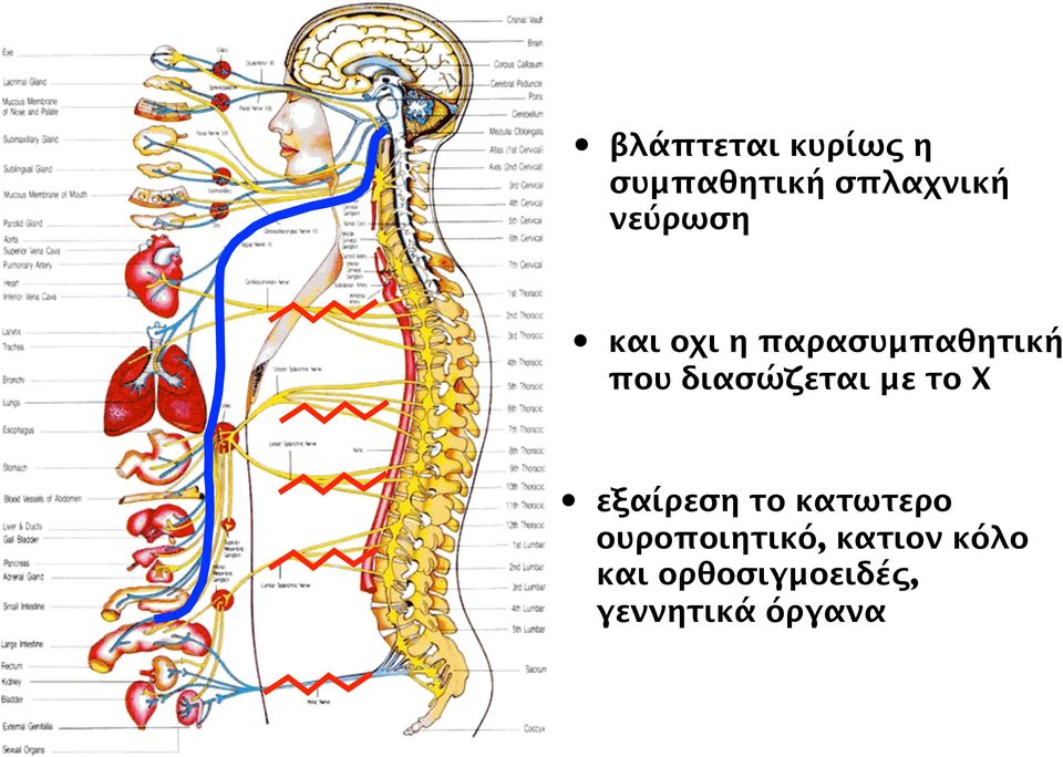 διασώζεται με το Χ εξαίρεση το κατωτερο