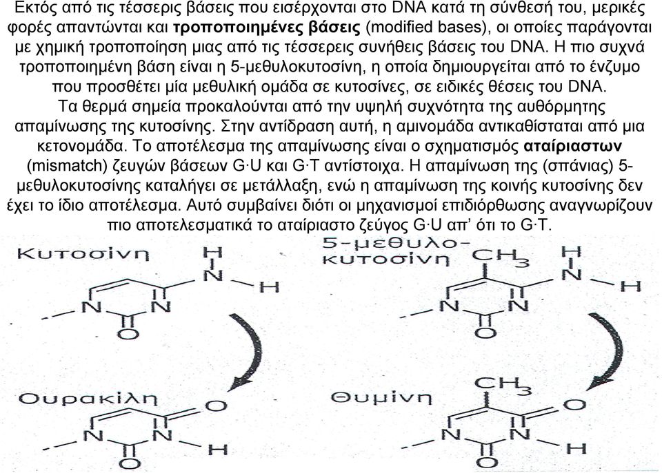 Η πιο συχνά τροποποιημένη βάση είναι η 5-μεθυλοκυτοσίνη, η οποία δημιουργείται από το ένζυμο που προσθέτει μία μεθυλική ομάδα σε κυτοσίνες, σε ειδικές θέσεις του DNA.