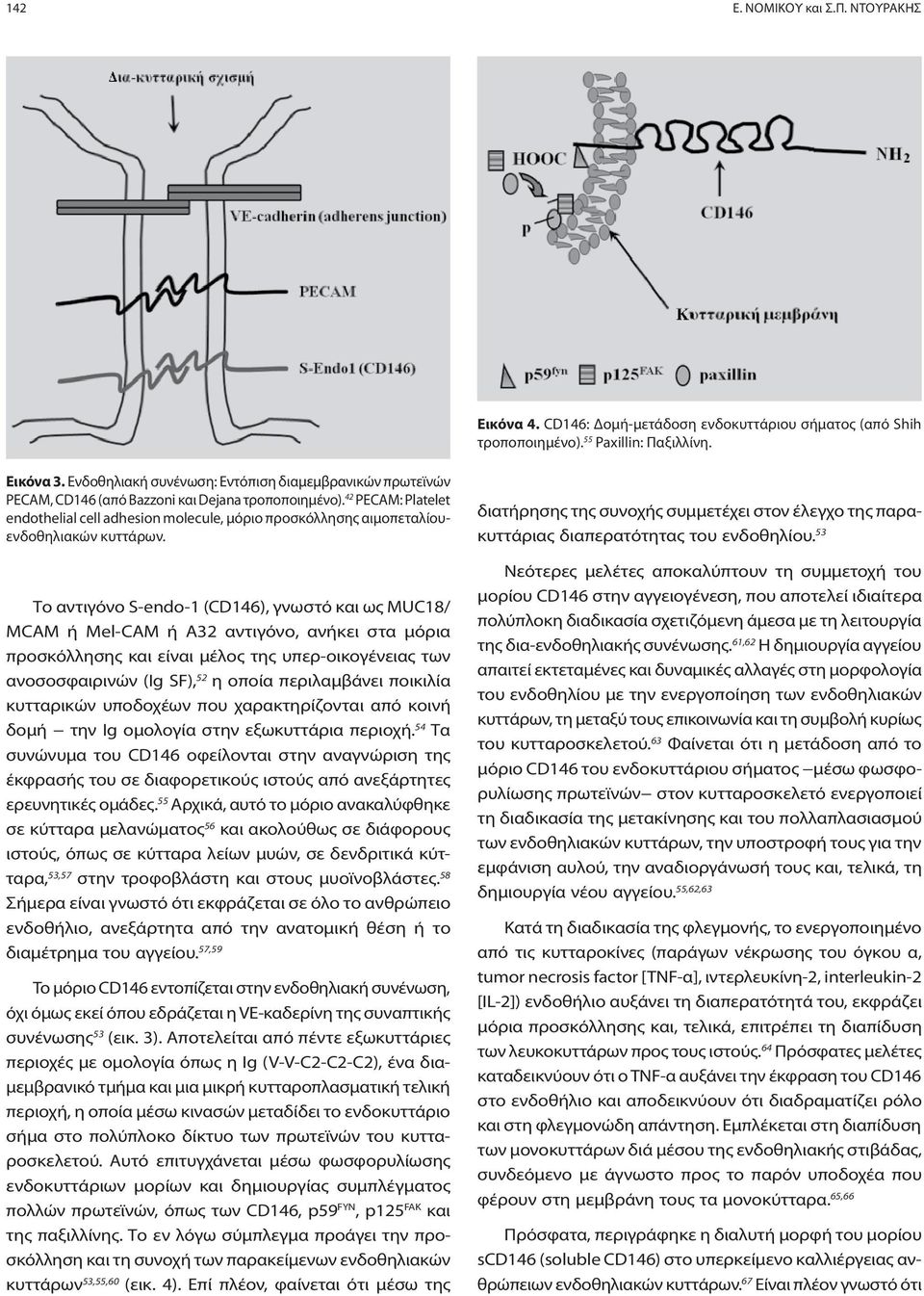 42 PECAM: Platelet endothelial cell adhesion molecule, μόριο προσκόλλησης αιμοπεταλίουενδοθηλιακών κυττάρων.