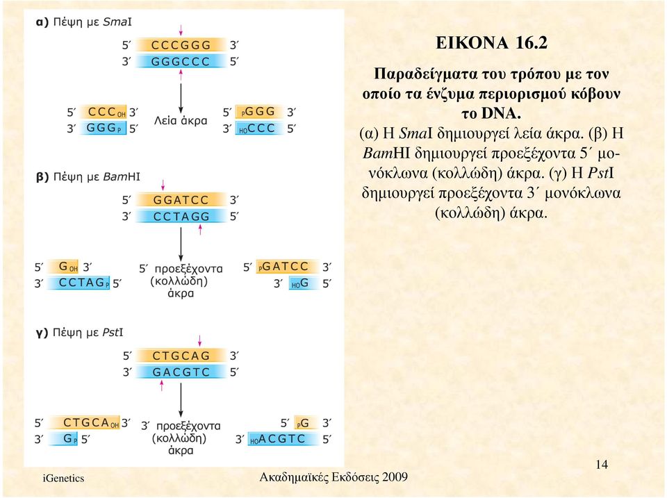 DNA. (α) Η SmaI δηµιουργεί λεία άκρα.