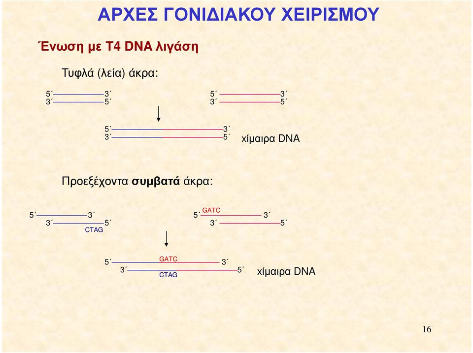5 xίµαιρα DNA Προεξέχοντα συµβατά άκρα: 5 3 3
