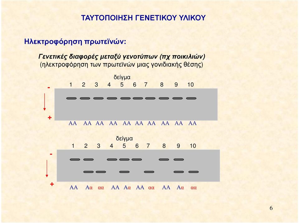 µιας γονιδιακής θέσης) - δείγµα 1 2 3 4 5 6 7 8 9 10 + - ΑΑ ΑΑ ΑΑ ΑΑ