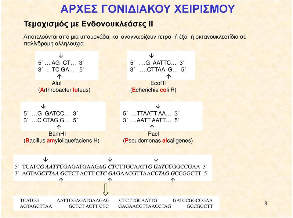 CTTAA G 5 EcoRI (Echerichia coli R) 5 G GATCC 3 3 C CTAG G 5 BamHI (Bacillus amyloliquefaciens H) 5 TTAATT AA 3 3 AATT AATT 5 Pacl (Pseudomonas