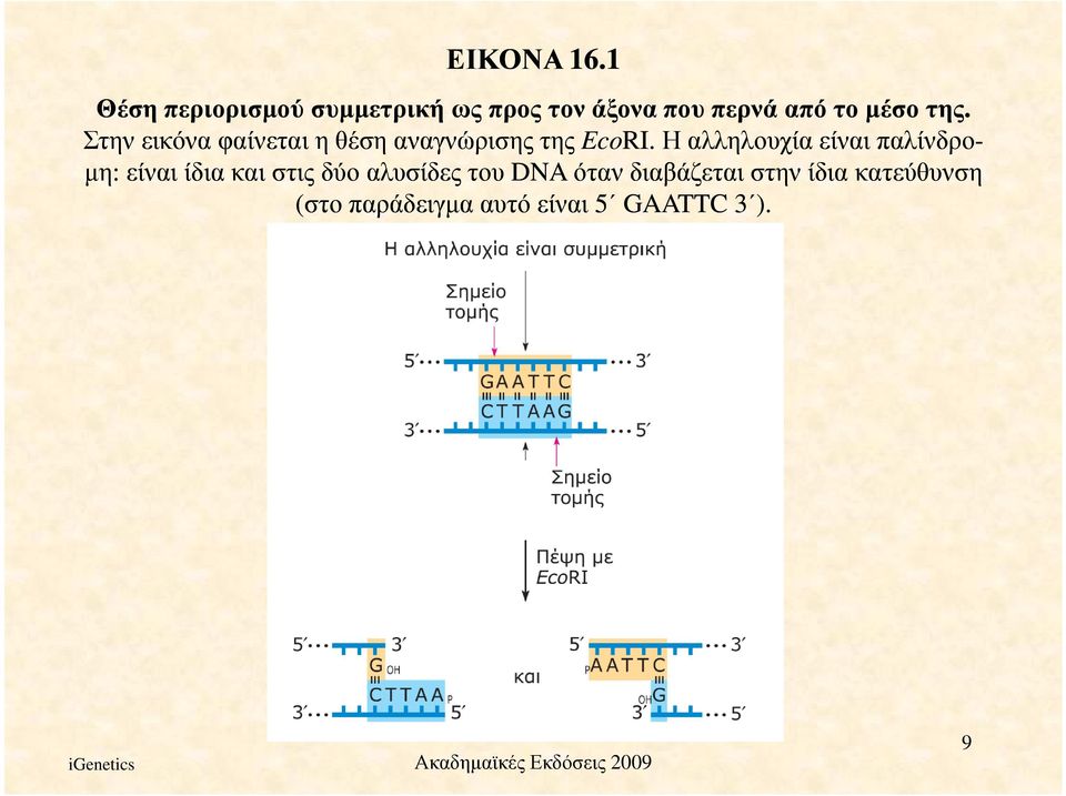 Στην εικόνα φαίνεται η θέση αναγνώρισης της EcoRI.