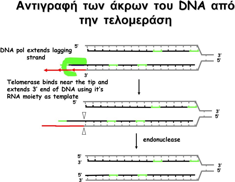 Telomerase binds near the tip and extends