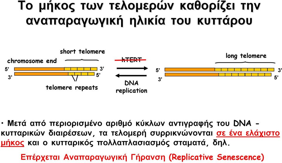 κύκλων αντιγραφής του DNA - κυτταρικών διαιρέσεων, τα τελομερή συρρικνώνονται σε ένα ελάχιστο