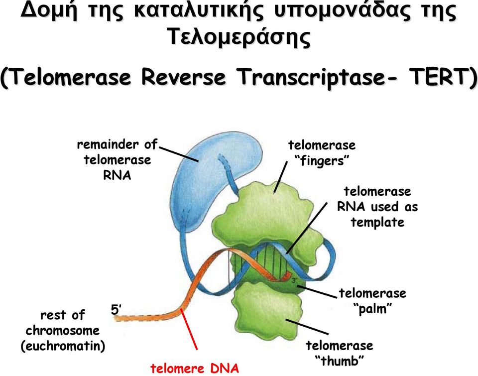 telomerase fingers telomerase RNA used as template rest of