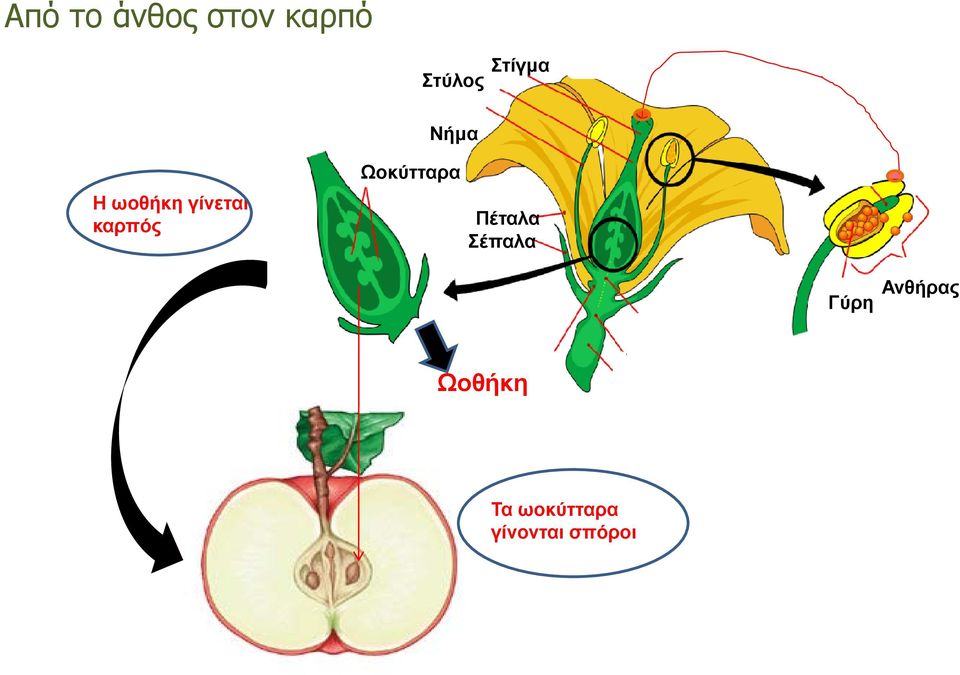 Νήμα Ωοκύτταρο Ωοκύτταρα Πέταλα Σέπαλα Γύρη