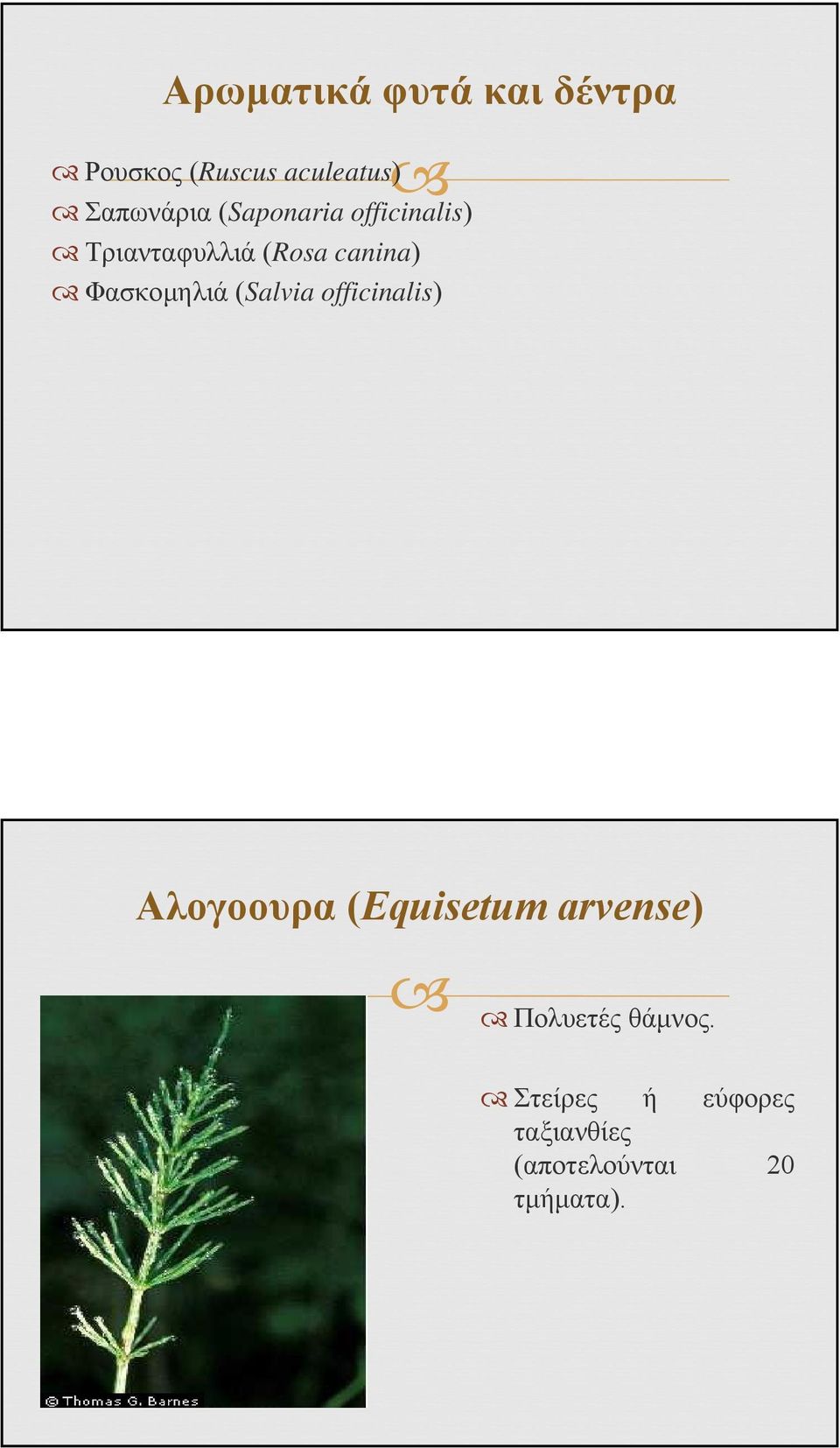 Φασκομηλιά (Salvia officinalis) Αλογοουρα (Equisetum arvense)