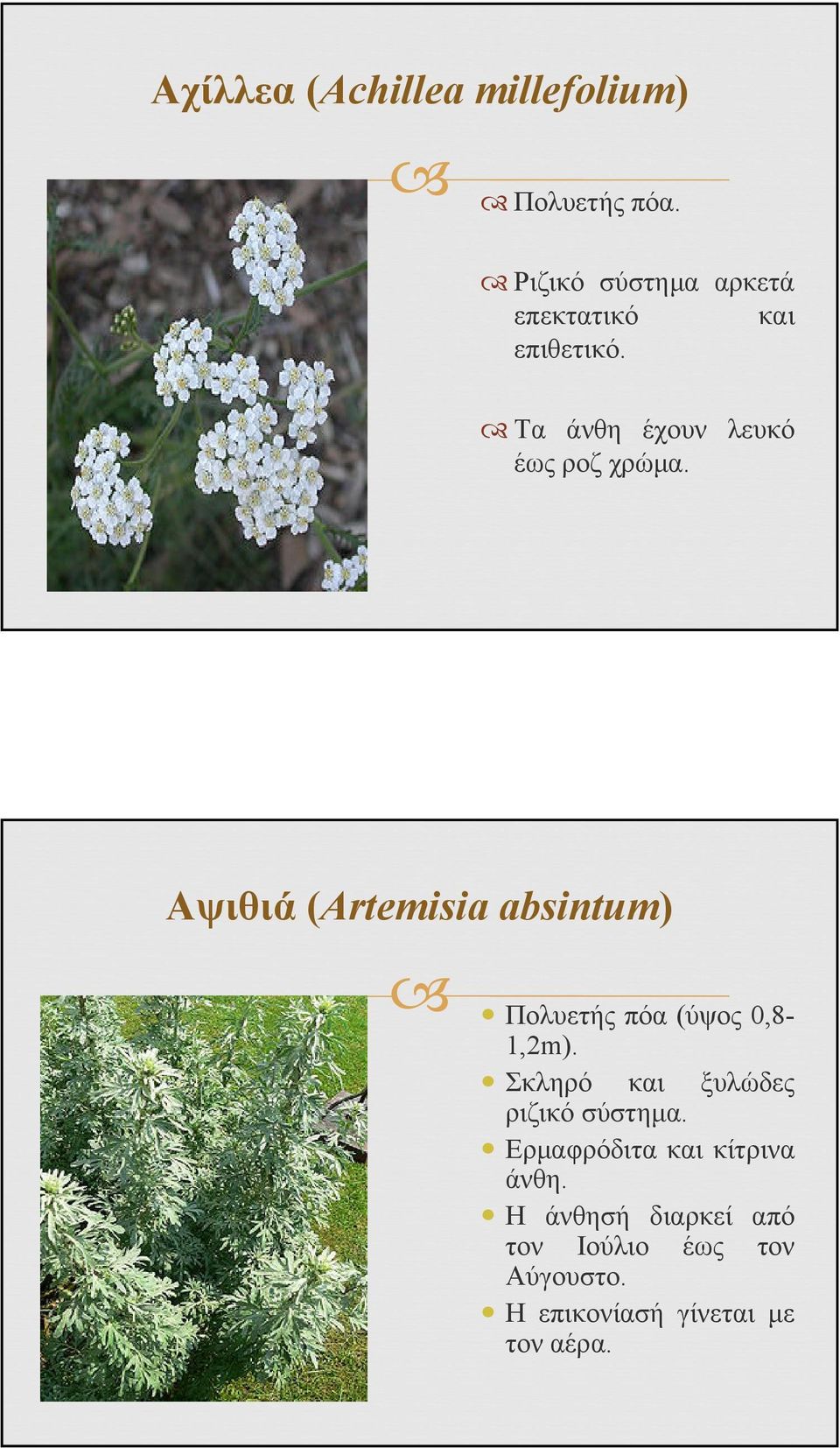 Αψιθιά (Artemisia absintum) Πολυετής πόα (ύψος 0,8-1,2m).