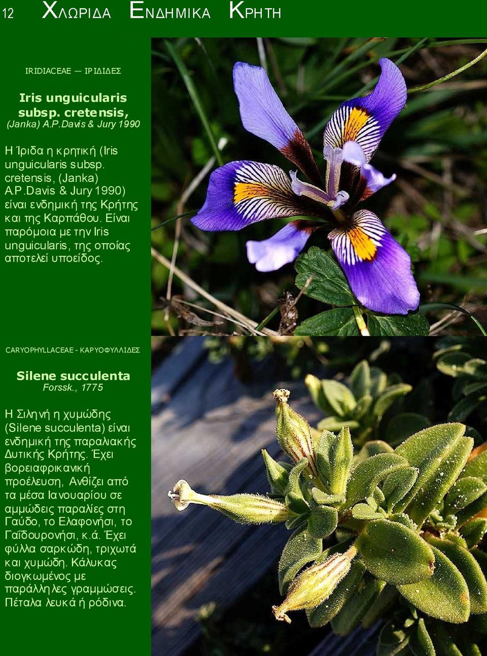 CARYOPHYLLACEAE - ΚΑΡΥΟΦΥΛΛIΔΕΣ Silene succulenta Forssk., 1775 Η Σιληνή η χυμώδης (Silene succulenta) είναι ενδημική της παραλιακής Δυτικής Κρήτης.