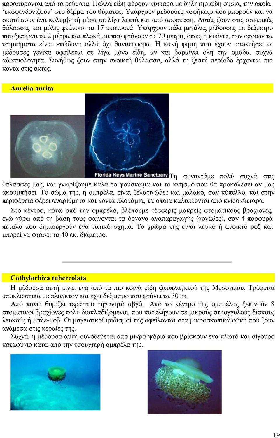 Υπάρχουν πάλι µεγάλες µέδουσες µε διάµετρο που ξεπερνά τα 2 µέτρα και πλοκάµια που φτάνουν τα 70 µέτρα, όπως η κυάνια, των οποίων τα τσιµπήµατα είναι επώδυνα αλλά όχι θανατηφόρα.