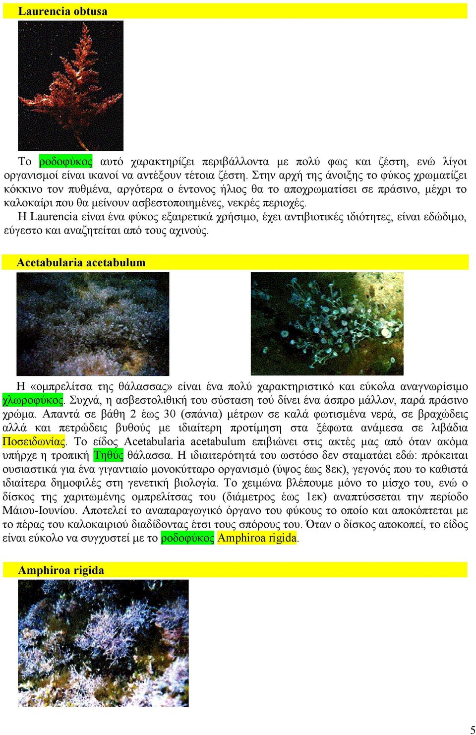 Η Laurencia είναι ένα φύκος εξαιρετικά χρήσιµο, έχει αντιβιοτικές ιδιότητες, είναι εδώδιµο, εύγεστο και αναζητείται από τους αχινούς.