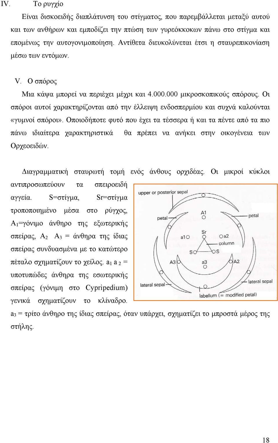 Οι σπόροι αυτοί χαρακτηρίζονται από την έλλειψη ενδοσπερμίου και συχνά καλούνται «γυμνοί σπόροι».