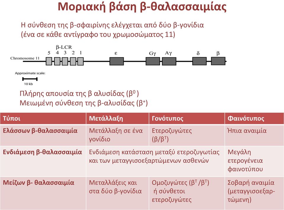 σε ένα γονίδιο Ετεροζυγώτες (β/β Τ ) Ενδιάμεση κατάσταση μεταξύ ετεροζυγωτίας και των μεταγγισοεξαρτώμενων ασθενών Ήπια αναιμία Μεγάλη ετερογένεια