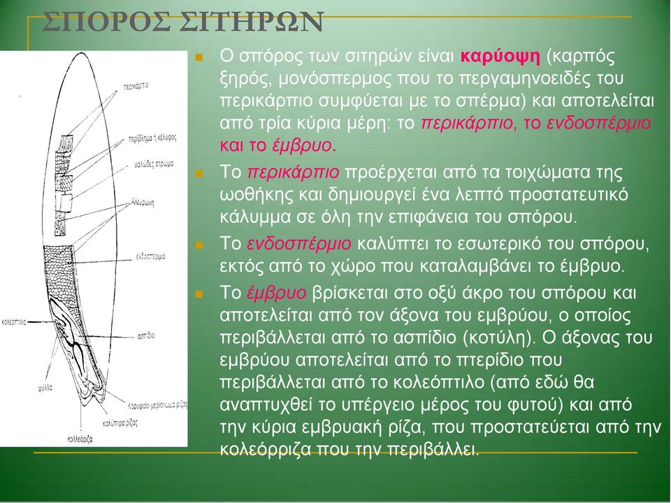 Το ενδοσπέρμιο καλύπτει το εσωτερικό του σπόρου, εκτός από το χώρο που καταλαμβάνει το έμβρυο.