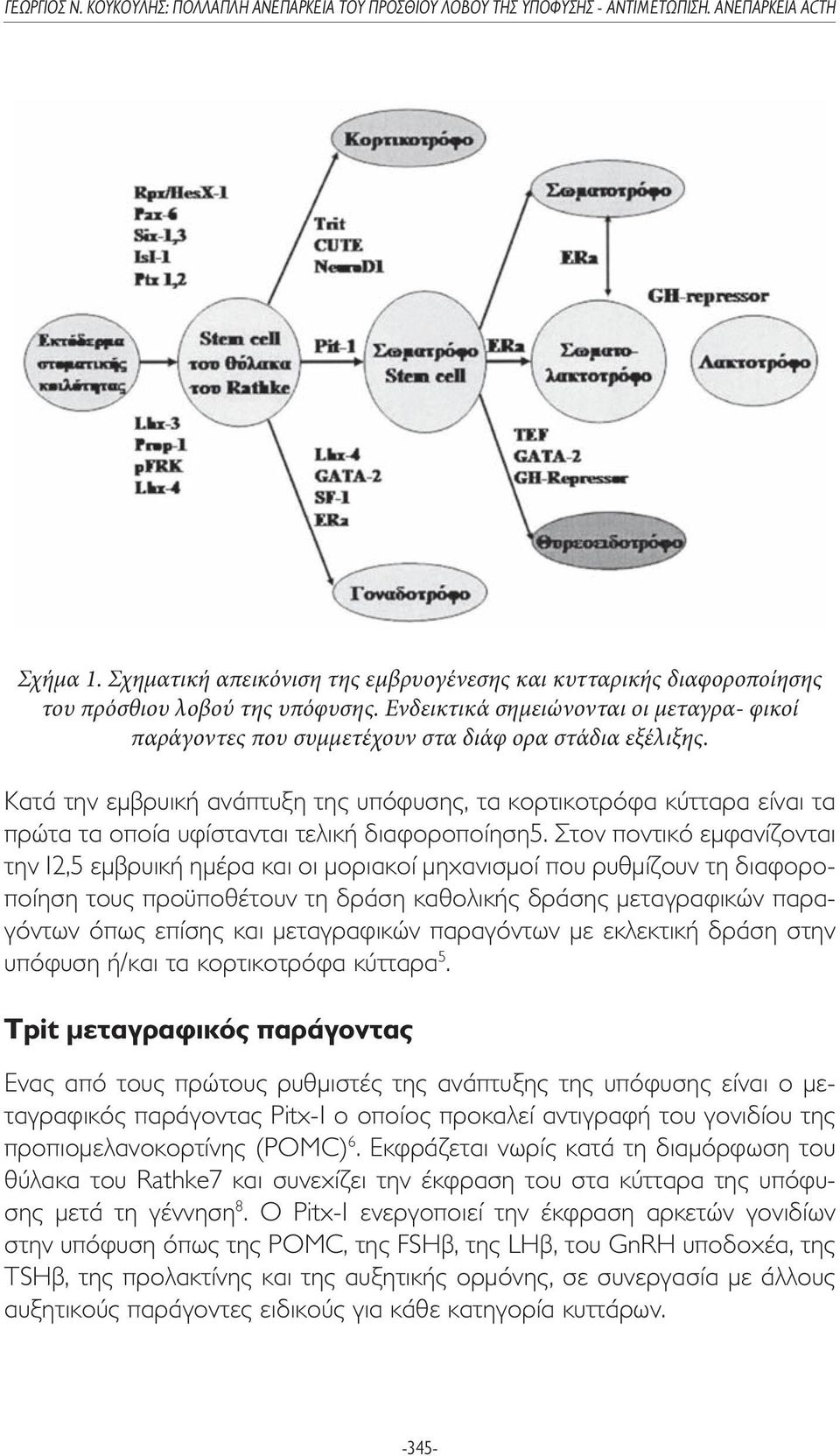 Κατά την εµβρυική ανάπτυξη της υπόφυσης, τα κορτικοτρόφα κύτταρα είναι τα πρώτα τα οποία υφίστανται τελική διαφοροποίηση5.