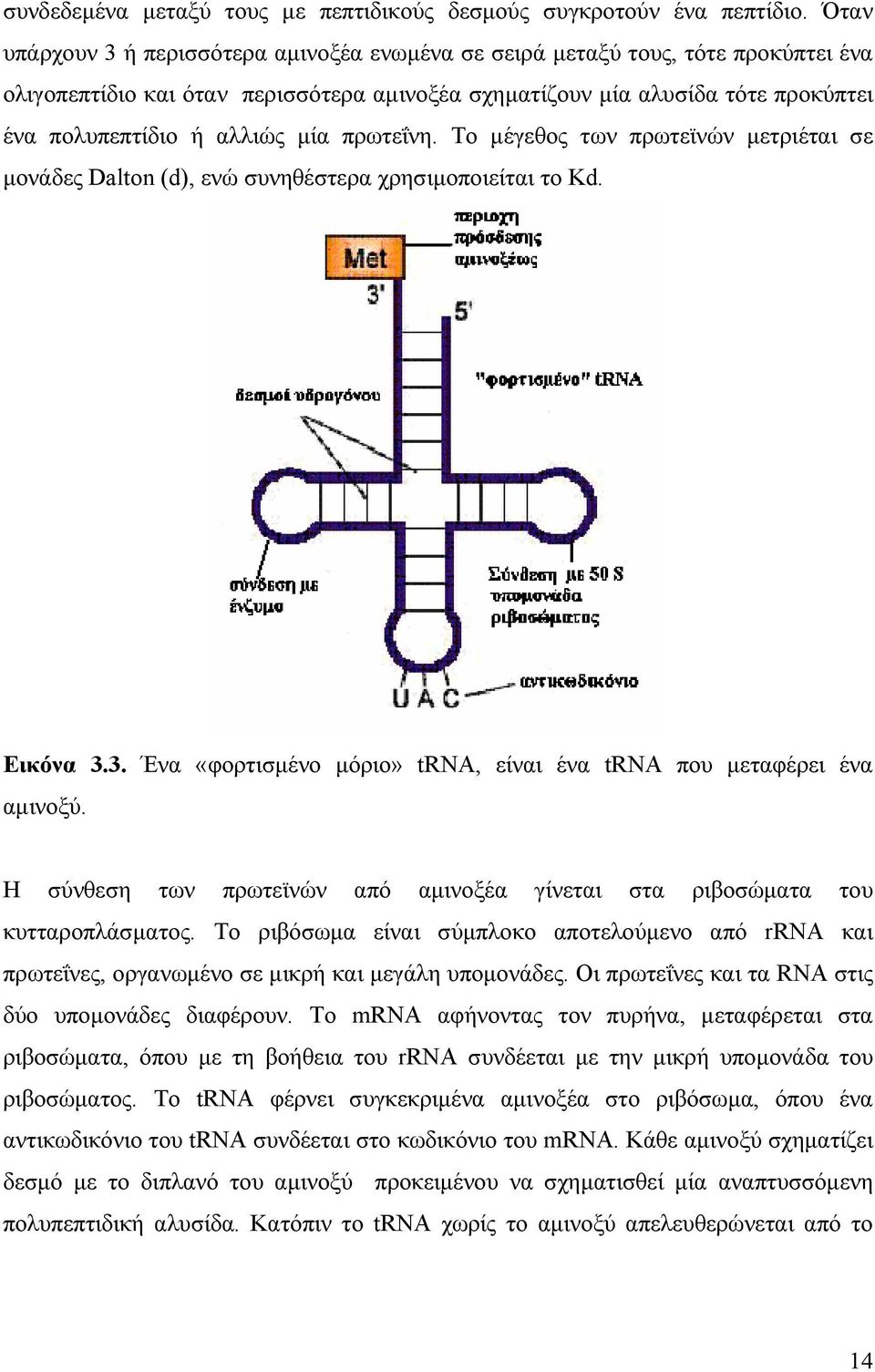 µία πρωτεΐνη. Το µέγεθος των πρωτεϊνών µετριέται σε µονάδες Dalton (d), ενώ συνηθέστερα χρησιµοποιείται το Kd. Εικόνα 3.3. Ένα «φορτισµένο µόριο» trna, είναι ένα trna που µεταφέρει ένα αµινοξύ.