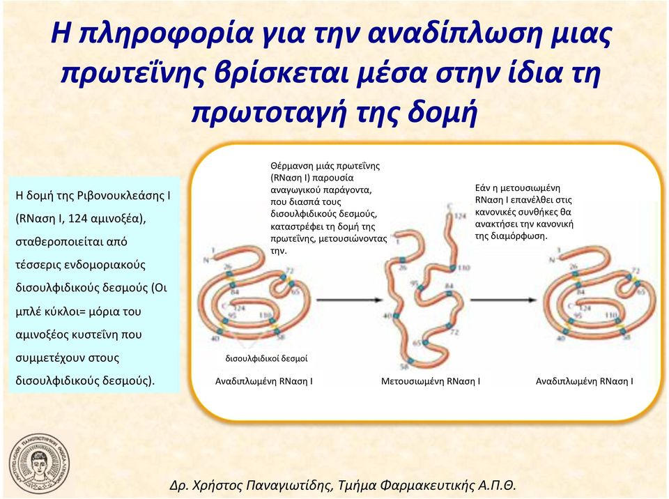 δεσμοί Αναδιπλωμένη!RNαση!I! Θέρμανση!μιάς!πρωτεΐνης! (RNαση!I)!παρουσία! αναγωγικού!παράγοντα,! που!διασπά!τους! δισουλφιδικούς!δεσμούς,! καταστρέφει!τη!δομή!της!