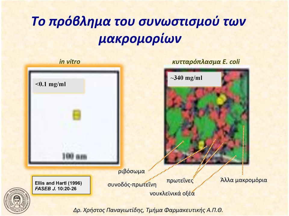 (coli( ~340 mg/ml Ellis and Hartl (1996) FASEB J.