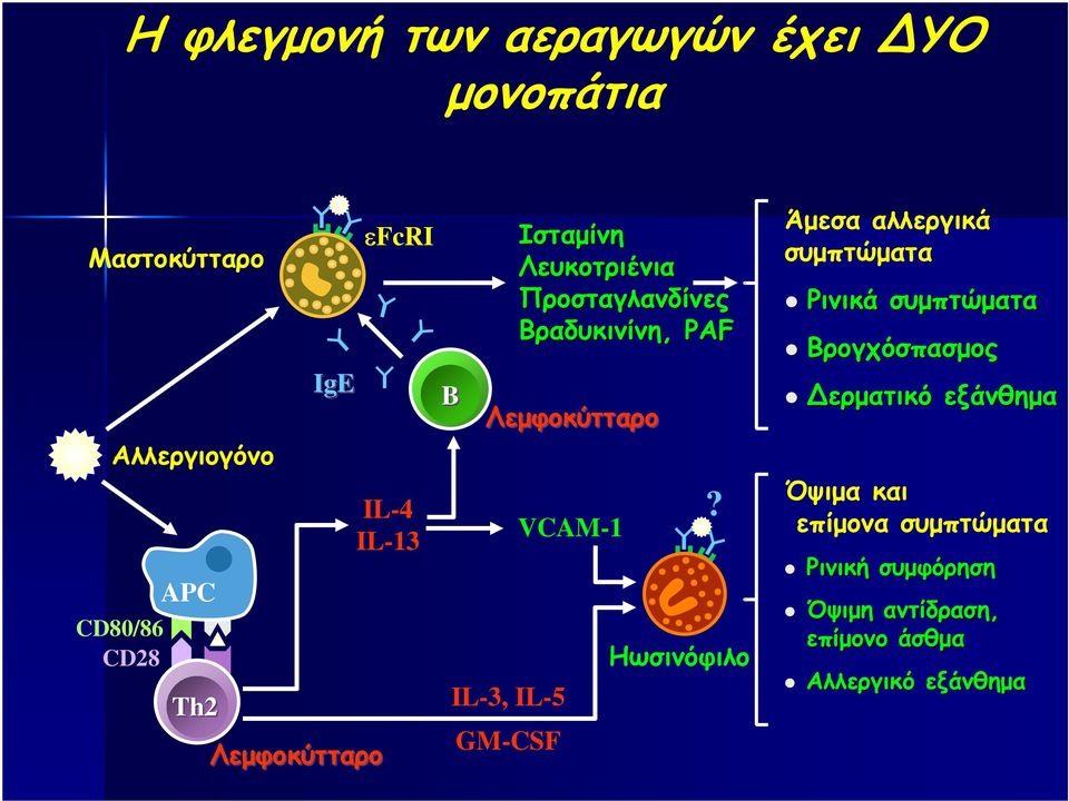 PAF Λεµφοκύτταρο VCAM-1?