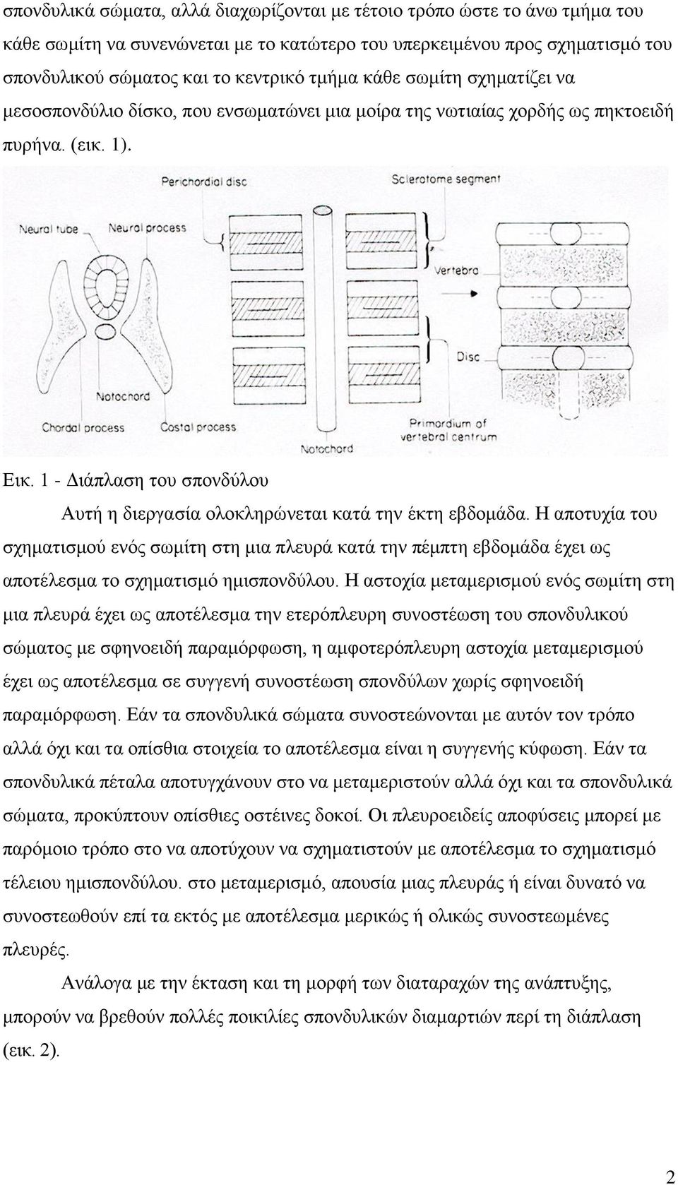 1 - Διάπλαση του σπονδύλου Αυτή η διεργασία ολοκληρώνεται κατά την έκτη εβδομάδα.