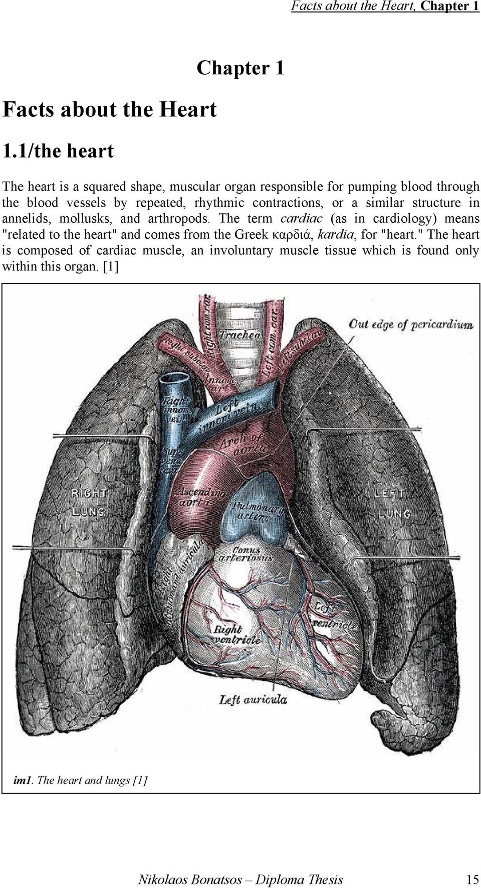 rhythmic contractions, or a similar structure in annelids, mollusks, and arthropods.