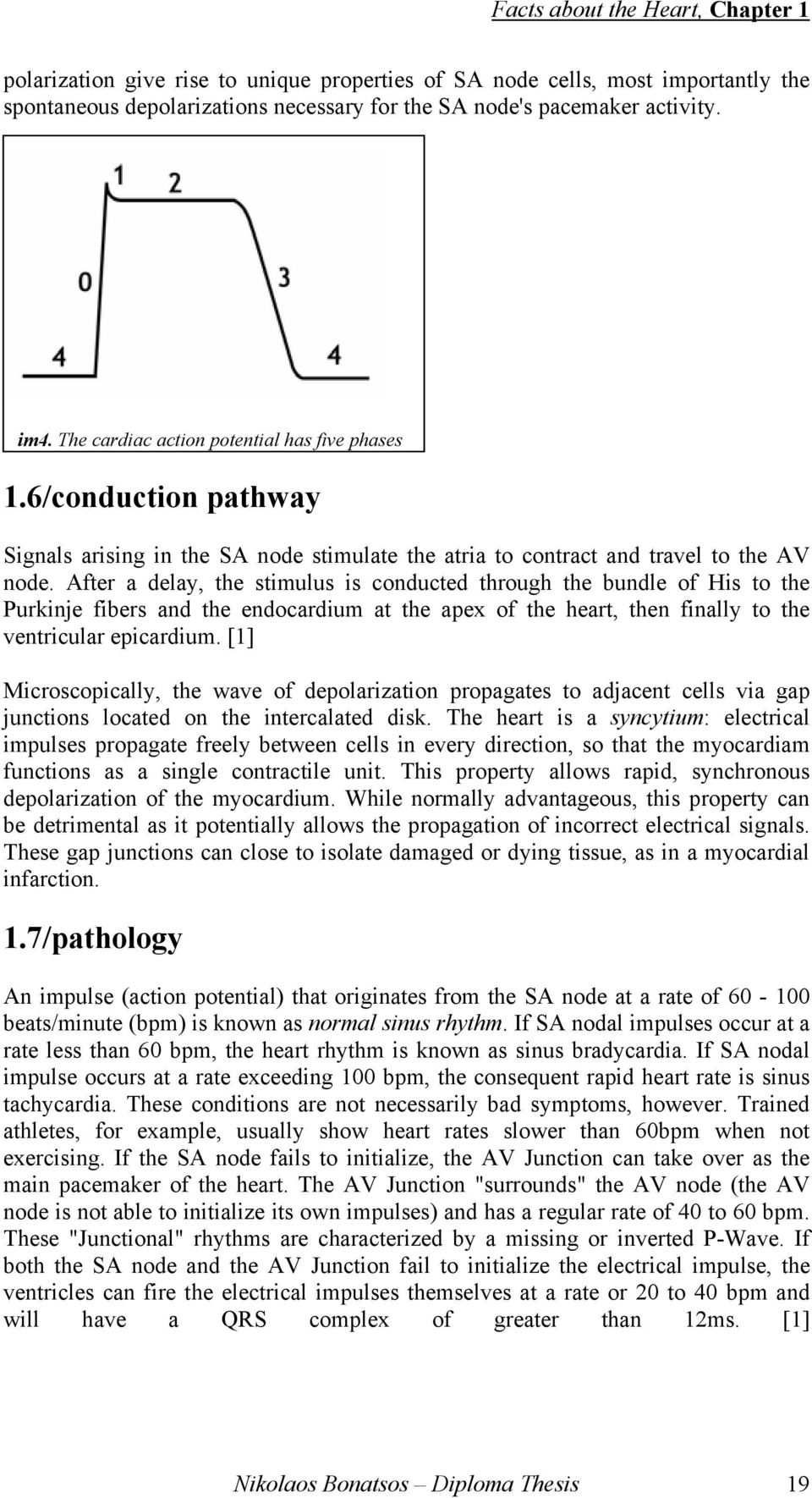 After a delay, the stimulus is conducted through the bundle of His to the Purkinje fibers and the endocardium at the apex of the heart, then finally to the ventricular epicardium.