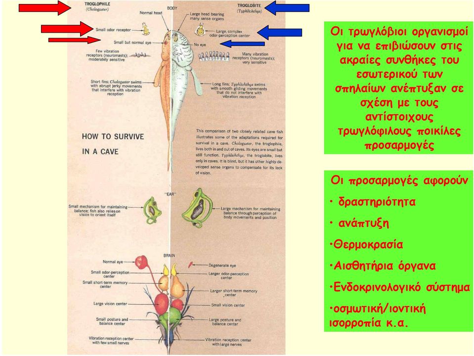 τρωγλόφιλους ποικίλες προσαρμογές Οι προσαρμογές αφορούν δραστηριότητα