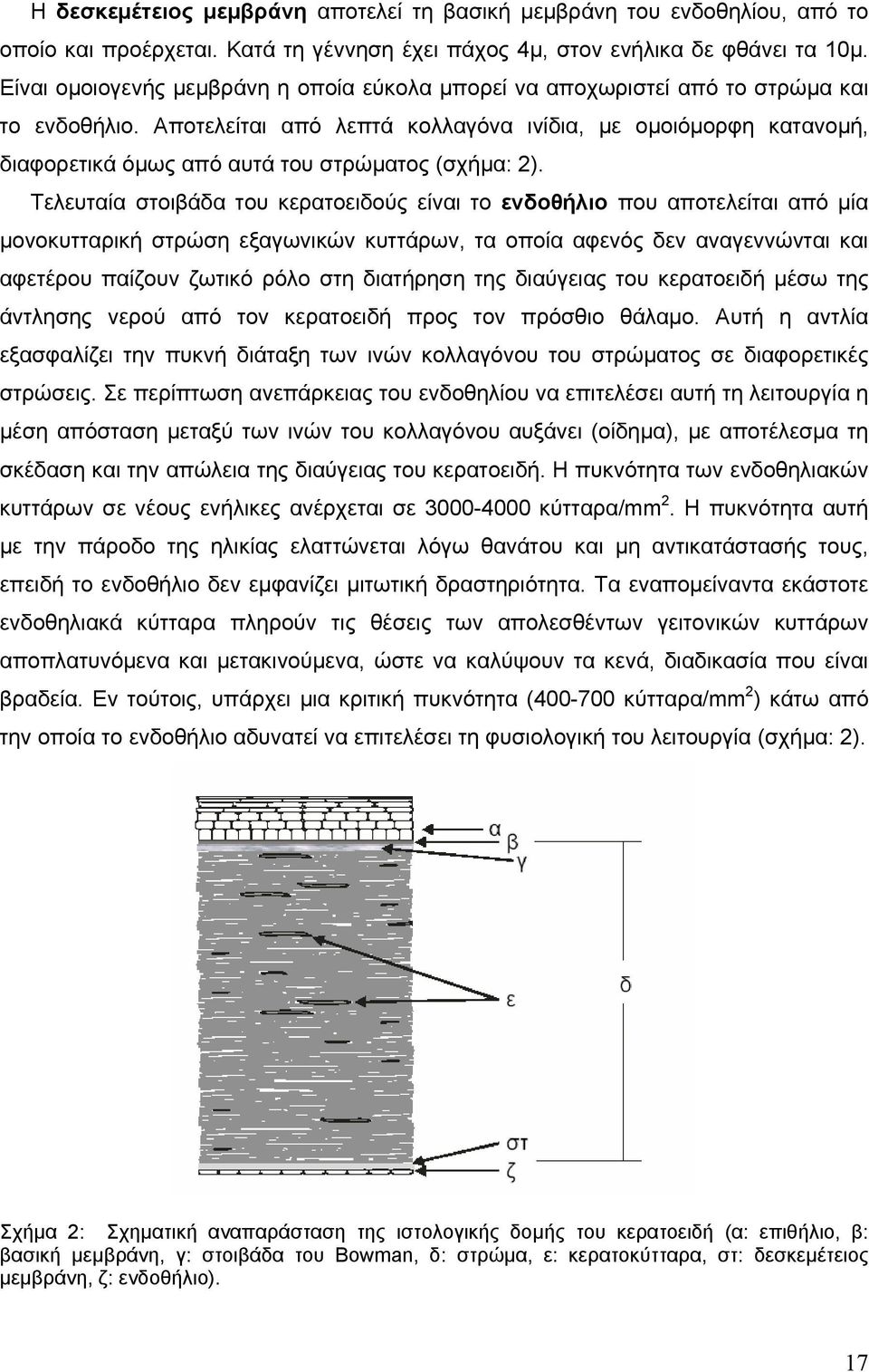 Αποτελείται από λεπτά κολλαγόνα ινίδια, με ομοιόμορφη κατανομή, διαφορετικά όμως από αυτά του στρώματος (σχήμα: 2).