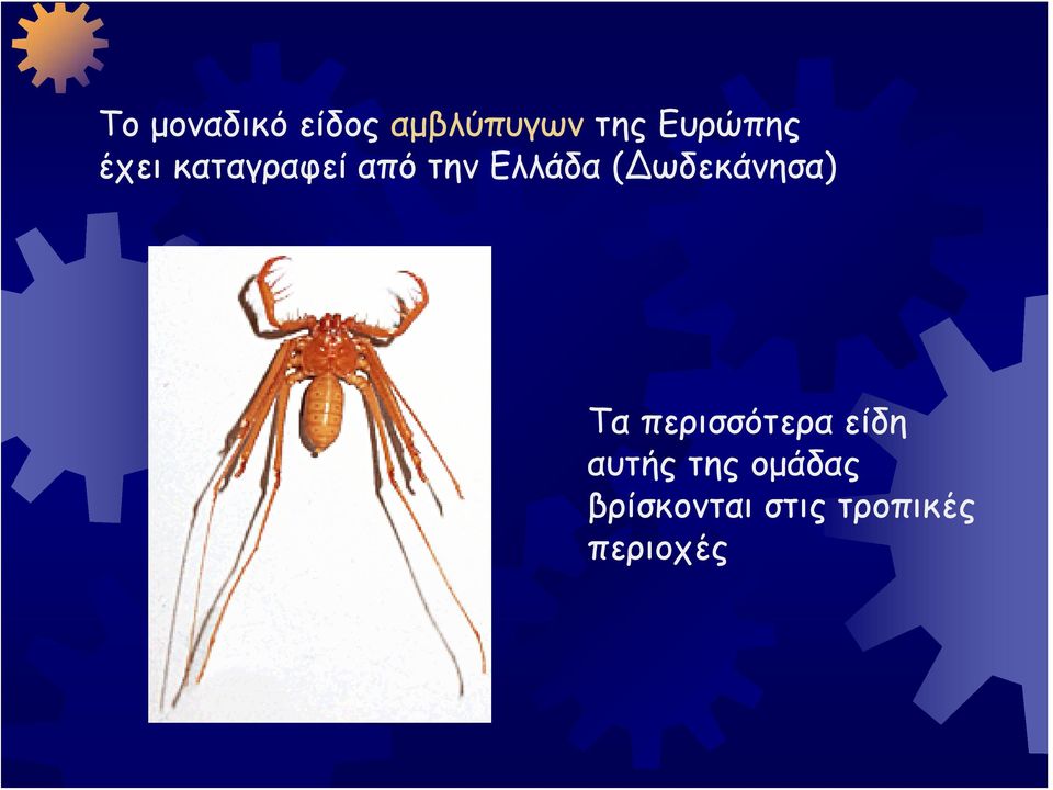 ( ωδεκάνησα) Τα περισσότερα είδη αυτής