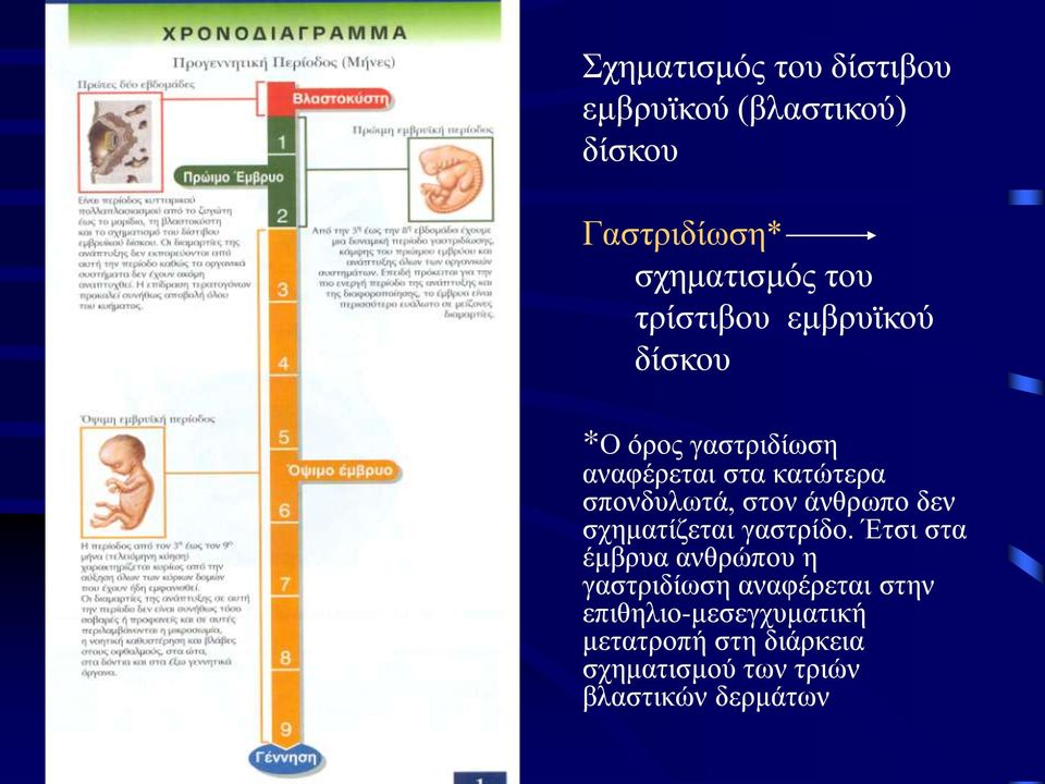 στον άνθρωπο δεν σχηματίζεται γαστρίδο.