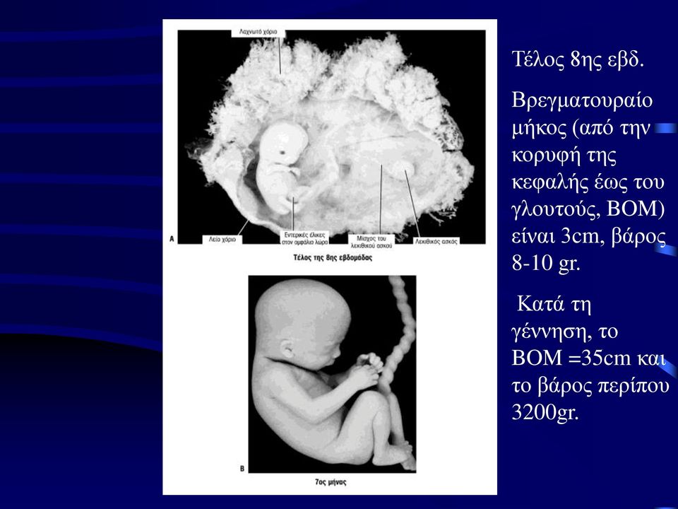 κεφαλής έως του γλουτούς, BOM) είναι 3cm,