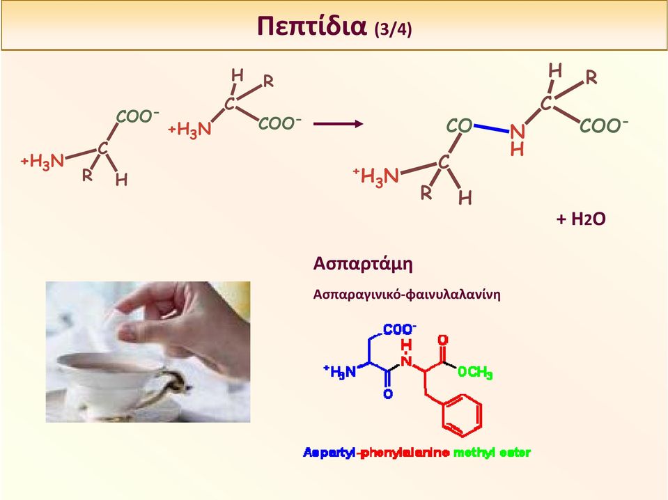 H H R C CO N COO - H C + Η2Ο