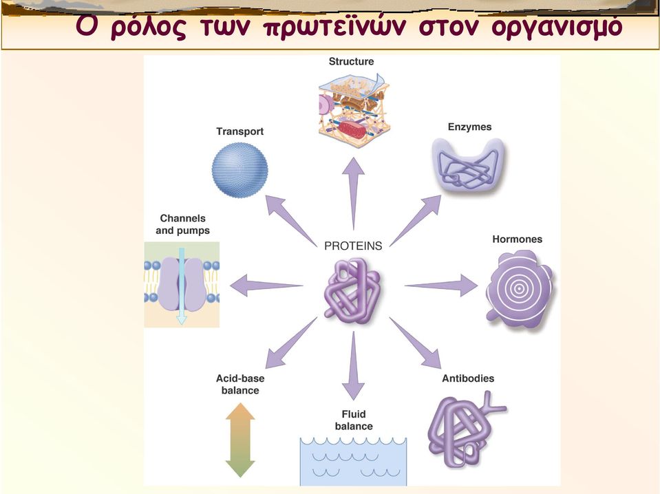 πρωτεϊνών