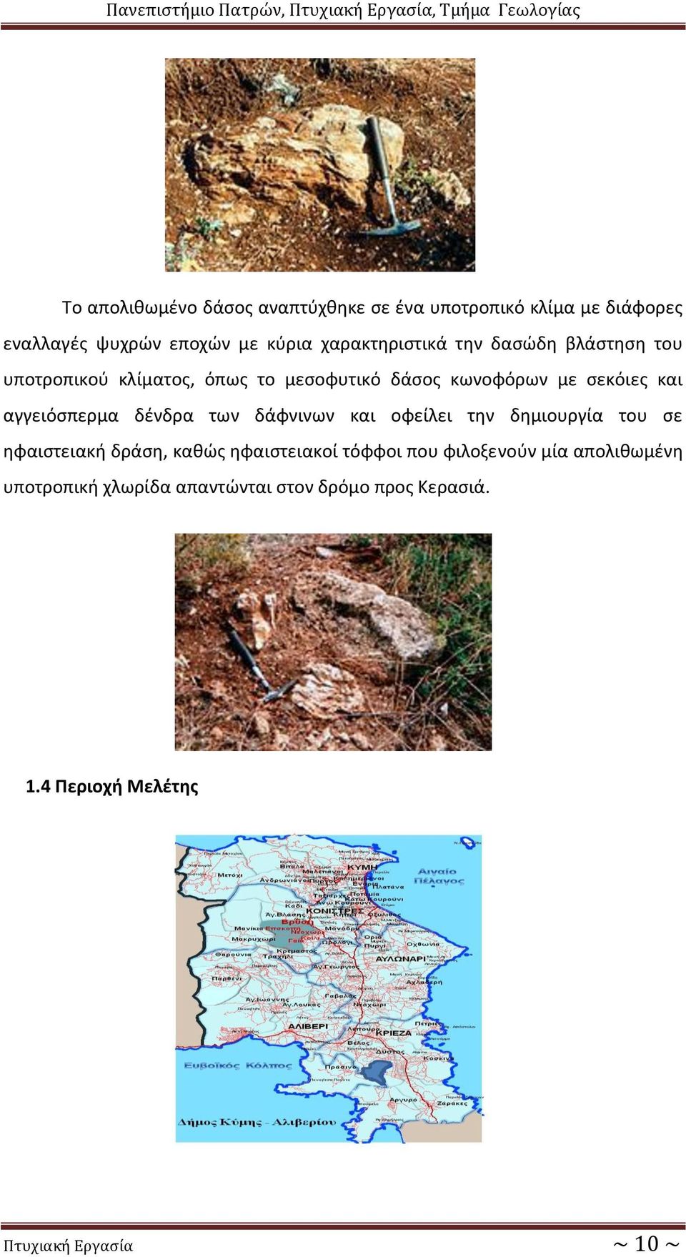 αγγειόσπερμα δένδρα των δάφνινων και οφείλει την δημιουργία του σε ηφαιστειακή δράση, καθώς ηφαιστειακοί τόφφοι