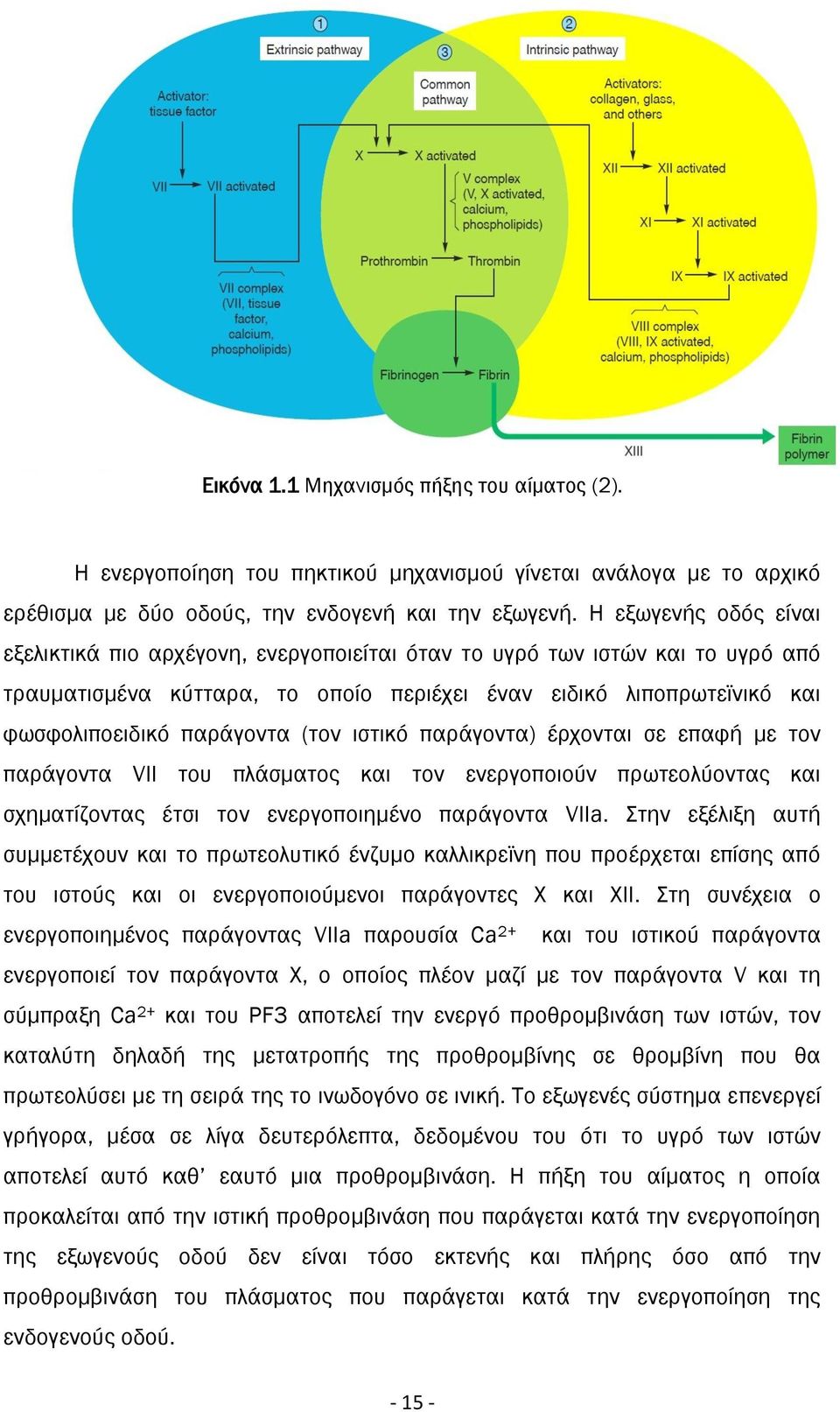 (τον ιστικό παράγοντα) έρχονται σε επαφή με τον παράγοντα VII του πλάσματος και τον ενεργοποιούν πρωτεολύοντας και σχηματίζοντας έτσι τον ενεργοποιημένο παράγοντα VIIa.