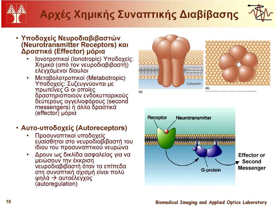 (second messengers) ή άλλα δραστικά (effector) μόρια Αυτο-υποδοχείς (Autoreceptors) Προσυναπτικοί υποδοχείς ευαίσθητοι στο νευροδιαβιβαστή του ίδιου του προσυναπτικού νευρώνα