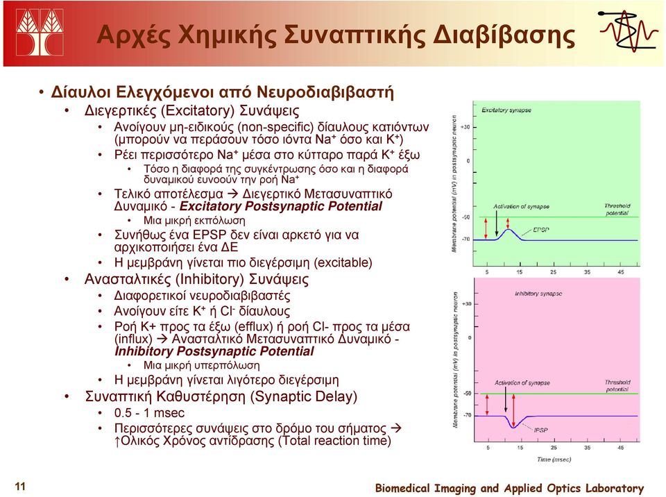 Μετασυναπτικό Δυναμικό - Excitatory Postsynaptic Potential Μια μικρή εκπόλωση Συνήθως ένα EPSP δεν είναι αρκετό για να αρχικοποιήσει ένα ΔΕ Η μεμβράνη γίνεται πιο διεγέρσιμη (excitable) Ανασταλτικές