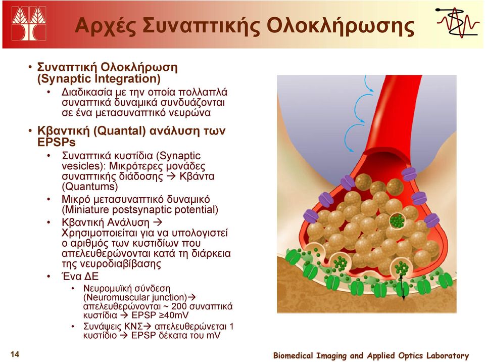 δυναμικό (Miniature postsynaptic potential) Κβαντική Ανάλυση Χρησιμοποιείται για να υπολογιστεί ο αριθμός των κυστιδίων που απελευθερώνονται κατά τη διάρκεια της