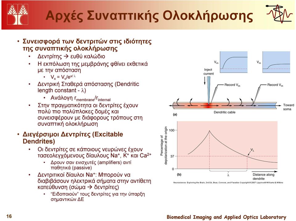 τρόπους στη συναπτική ολοκλήρωση Διεγέρσιμοι Δεντρίτες (Excitable Dendrites) Οι δεντρίτες σε κάποιους νευρώνες έχουν τασεολεγχόμενους δίαυλους Na +, K + και Ca 2+ Δρουν σαν ενισχυτές