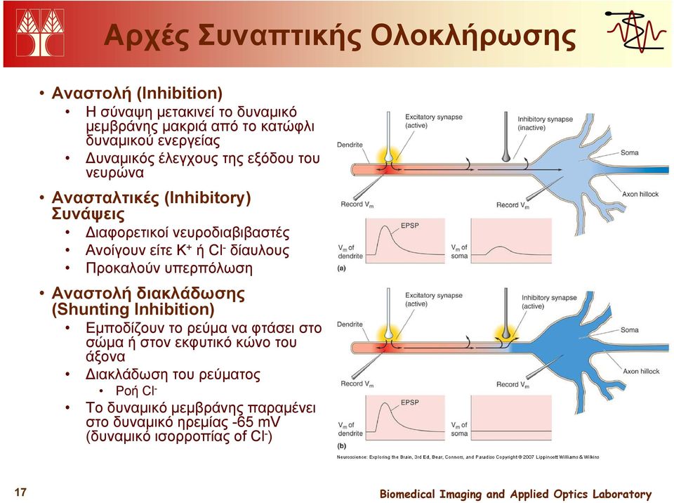 δίαυλους Προκαλούν υπερπόλωση Αναστολή διακλάδωσης (Shunting Inhibition) Εμποδίζουν το ρεύμα να φτάσει στο σώμα ή στον εκφυτικό κώνο