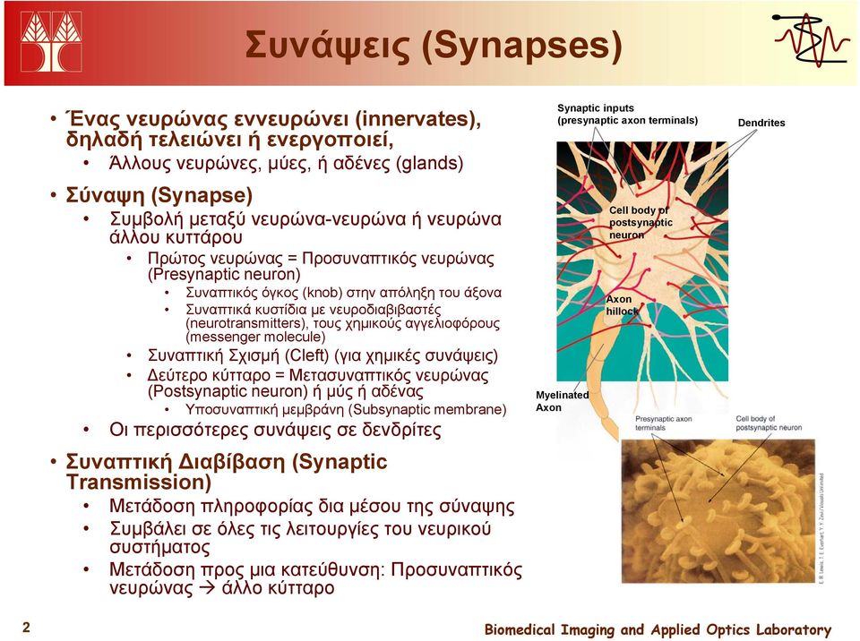 αγγελιοφόρους (messenger molecule) Συναπτική Σχισμή (Cleft) (για χημικές συνάψεις) Δεύτερο κύτταρο = Μετασυναπτικός νευρώνας (Postsynaptic neuron) ή μύς ή αδένας Υποσυναπτική μεμβράνη (Subsynaptic