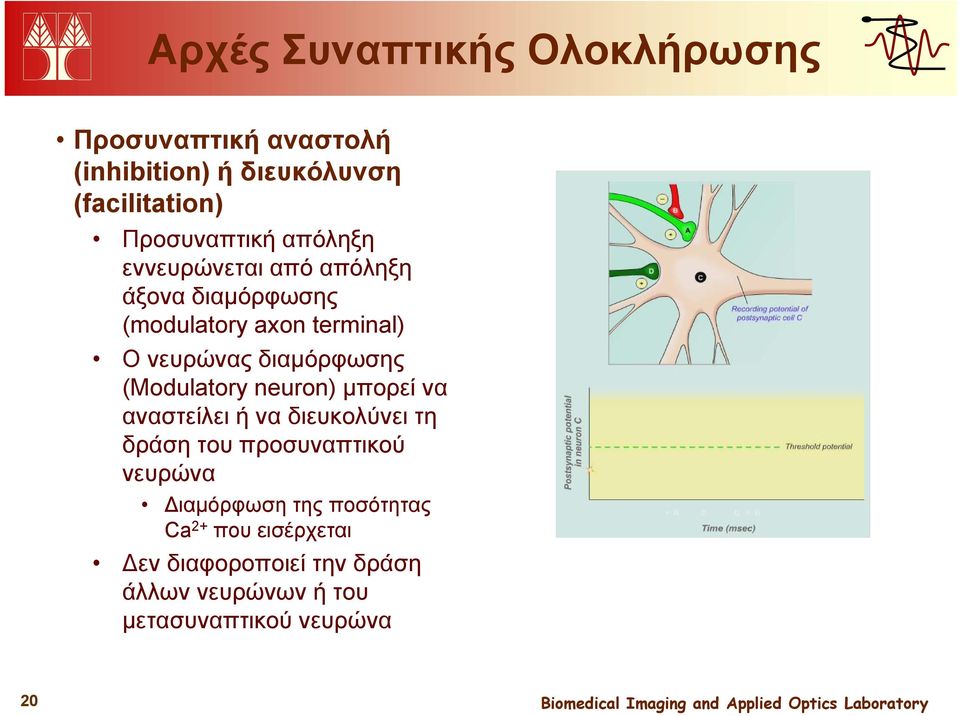 διαμόρφωσης (Modulatory neuron) μπορεί να αναστείλει ή να διευκολύνει τη δράση του προσυναπτικού νευρώνα