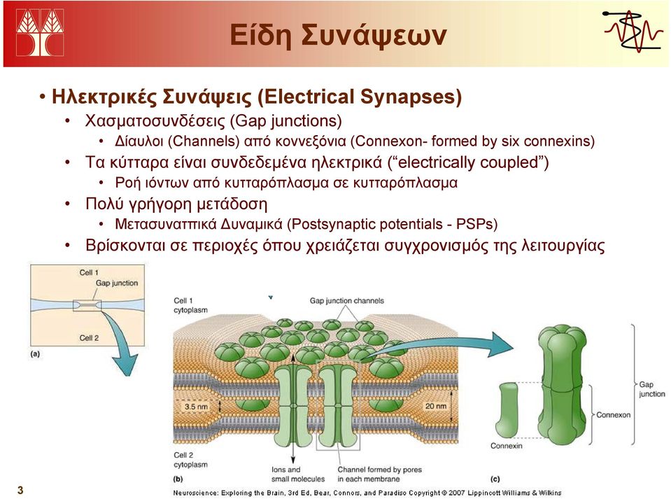 electrically coupled ) Ροή ιόντων από κυτταρόπλασμα σε κυτταρόπλασμα Πολύ γρήγορη μετάδοση