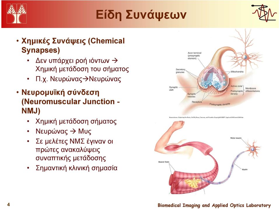 Νευρώνας Νευρώνας Νευρομυϊκή σύνδεση (Neuromuscular Junction - NMJ) Χημική